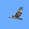Red-tailed hawk?