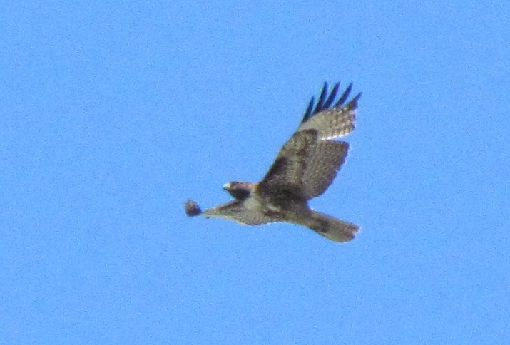 Red-tailed hawk?
