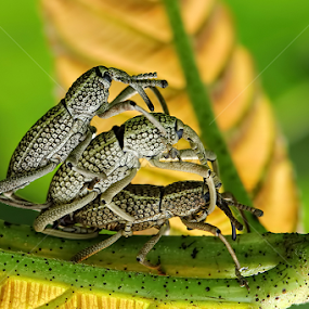 by Dwi Sudarmawan - Animals Insects & Spiders