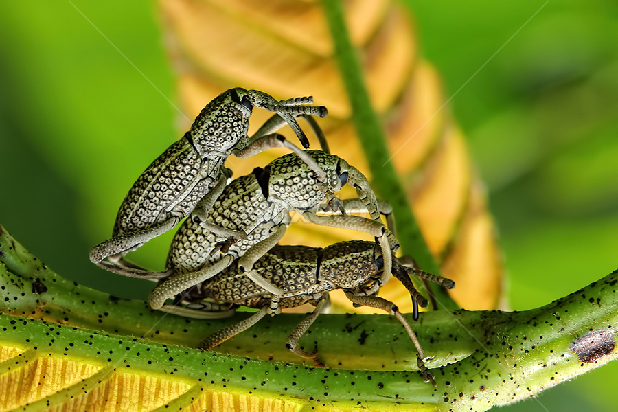 by Dwi Sudarmawan - Animals Insects & Spiders