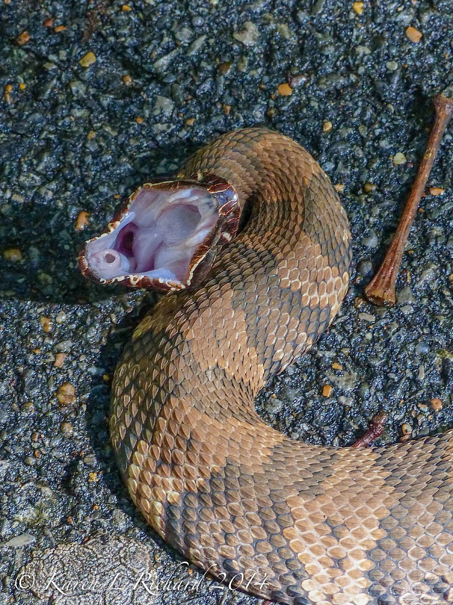 Cottonmouth (juvenile)