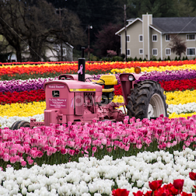 by Don Saddler - Flowers Flower Gardens
