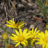Thread-waisted wasp (female)