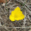 Autumn daffodil (κίτρινο κρινάκι)