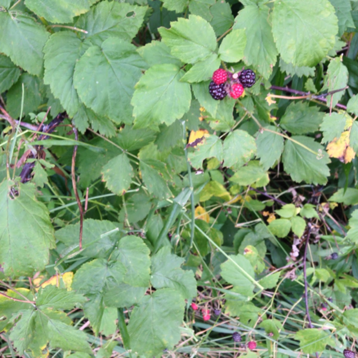 blackberry-project-noah