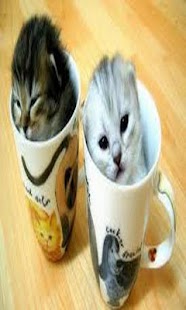 How to get Cat Puzzle Games 1.0 mod apk for pc