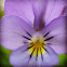 Heartsease/Wild Pansy