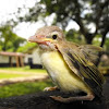 Yellow-Green Vireo