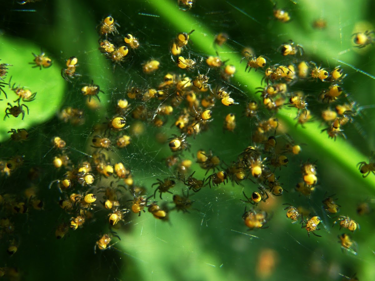 Baby spiderlings, European Garden Spider