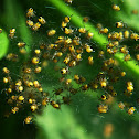 Baby spiderlings, European Garden Spider