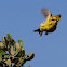 European Serin; Verdecillo