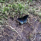 Red-spotted Purple