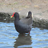 Dusky Moorhen