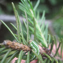 European Spruce Sawfly