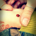 Lady Bug