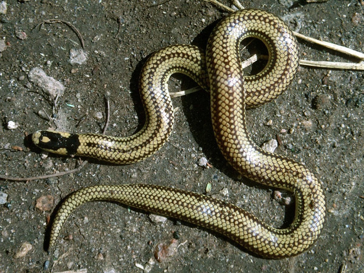 Two-Colored or Two-Headed Snake