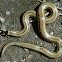 Two-Colored or Two-Headed Snake