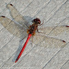 Autumn Meadowhawk dragonfly (male)