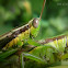 Grasshopper Mating