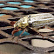 Ten Lined June Beetle