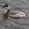 Horned grebe