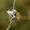 Garden spider