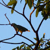 Blue-fronted Parrot