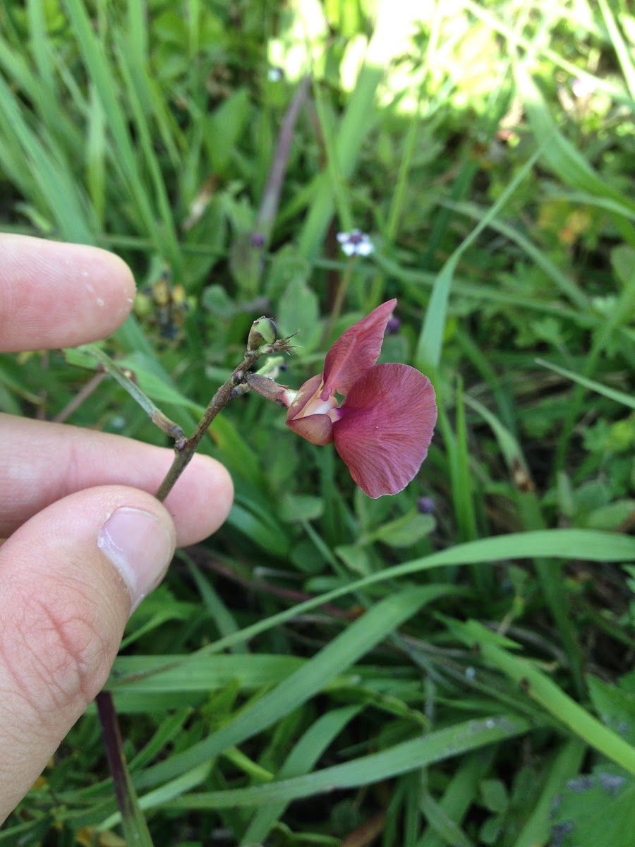 Purple Bushbean