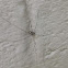 Marbled Cellar Spider