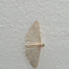 geometer moth (?)