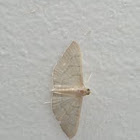 geometer moth (?)