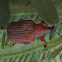 Leaf roller weevil