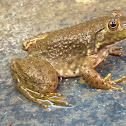 American Bullfrog (juvenile)