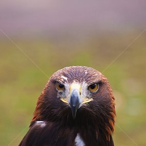 Ubojiti pogled by Darko Kireta - Animals Birds