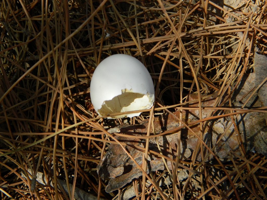 Eurasian collared dove egg (αυγό δεκαοχτούρας)