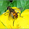 Wasp-mimicking Hoverfly