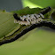 Catalpa Sphinx Moth Caterpillar