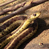 Maritime Garter Snake