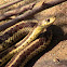Maritime Garter Snake