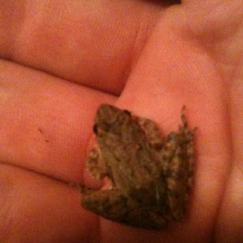 Blanchard's Cricket Frog