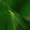 Green lace wing