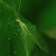 Green lace wing