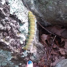 Imperial Moth Caterpillar