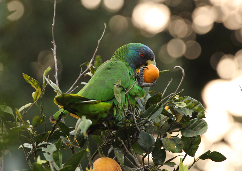 Red-necked Parrot