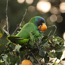 Wildlife of Dominica