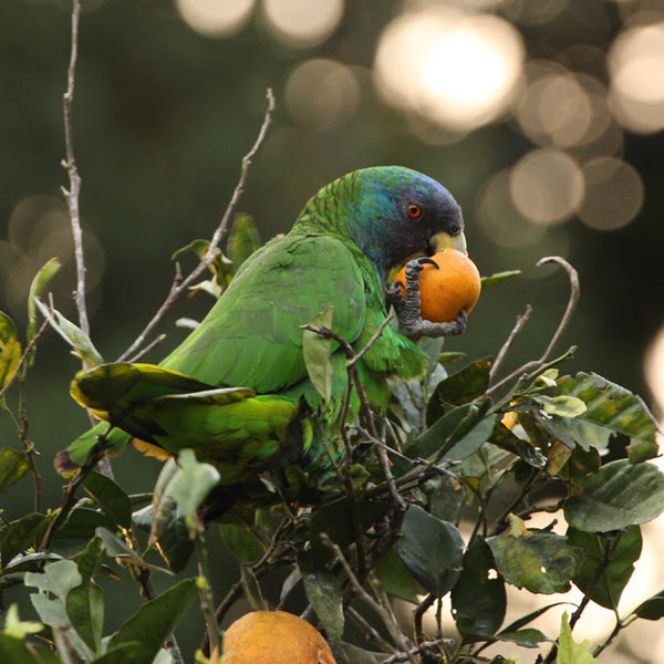 Wildlife of Dominica Project Noah