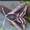 Privet hawk moth