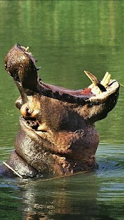 How to install Wildlife Basic Information 1.0 apk for android