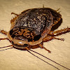 Lobster Cockroach