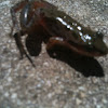 Spotted chorus frog